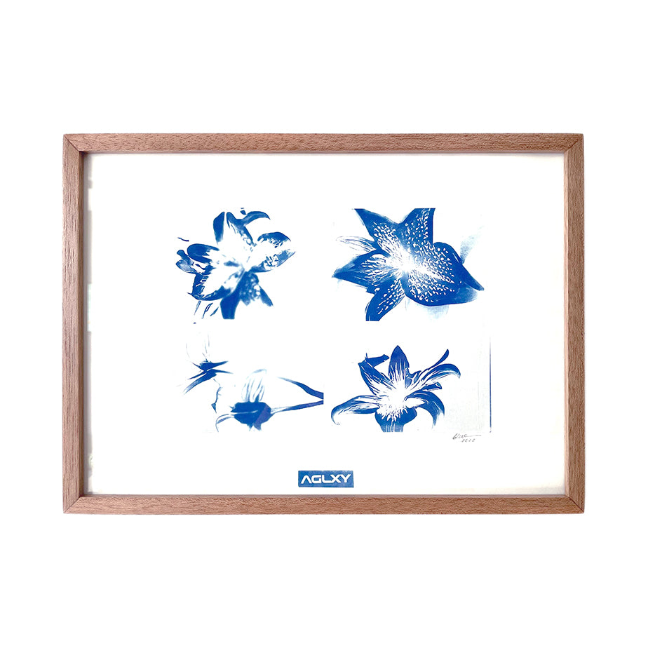 Aglxy x Blue : Cyanotype Print A3