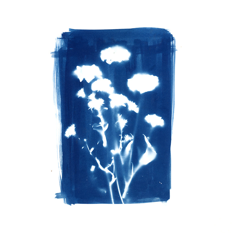 Aglxy x Blue : Cyanotype Print A5